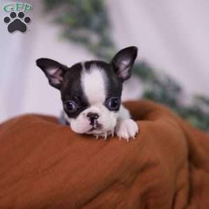 Wilma (Tiny), Boston Terrier Puppy